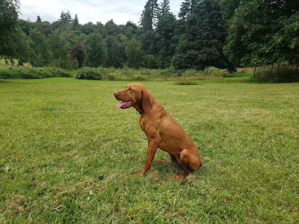 Independence (aka Indy) Cedar Point Kennels