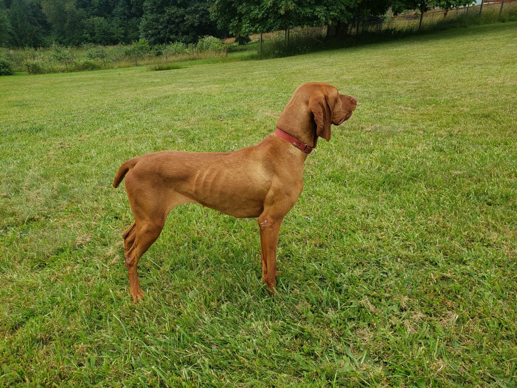 Independence (aka Indy) Cedar Point Kennels